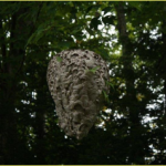 What can we learn from this wasp nest?